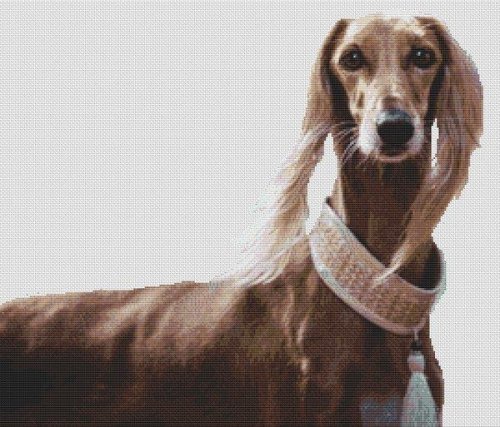 (image for) Saluki Beauty